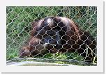 Orangutan_B (06) * Dies ist eine von Bruno's Lieblingsbeschäftigungen: auf dem feuchten Rasen im Schatten liegen oder... * 2372 x 1585 * (1.39MB)